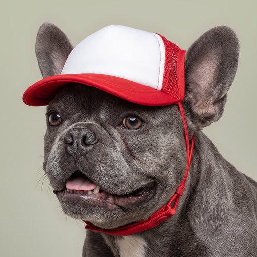 Dog Foam Trucker Hat
